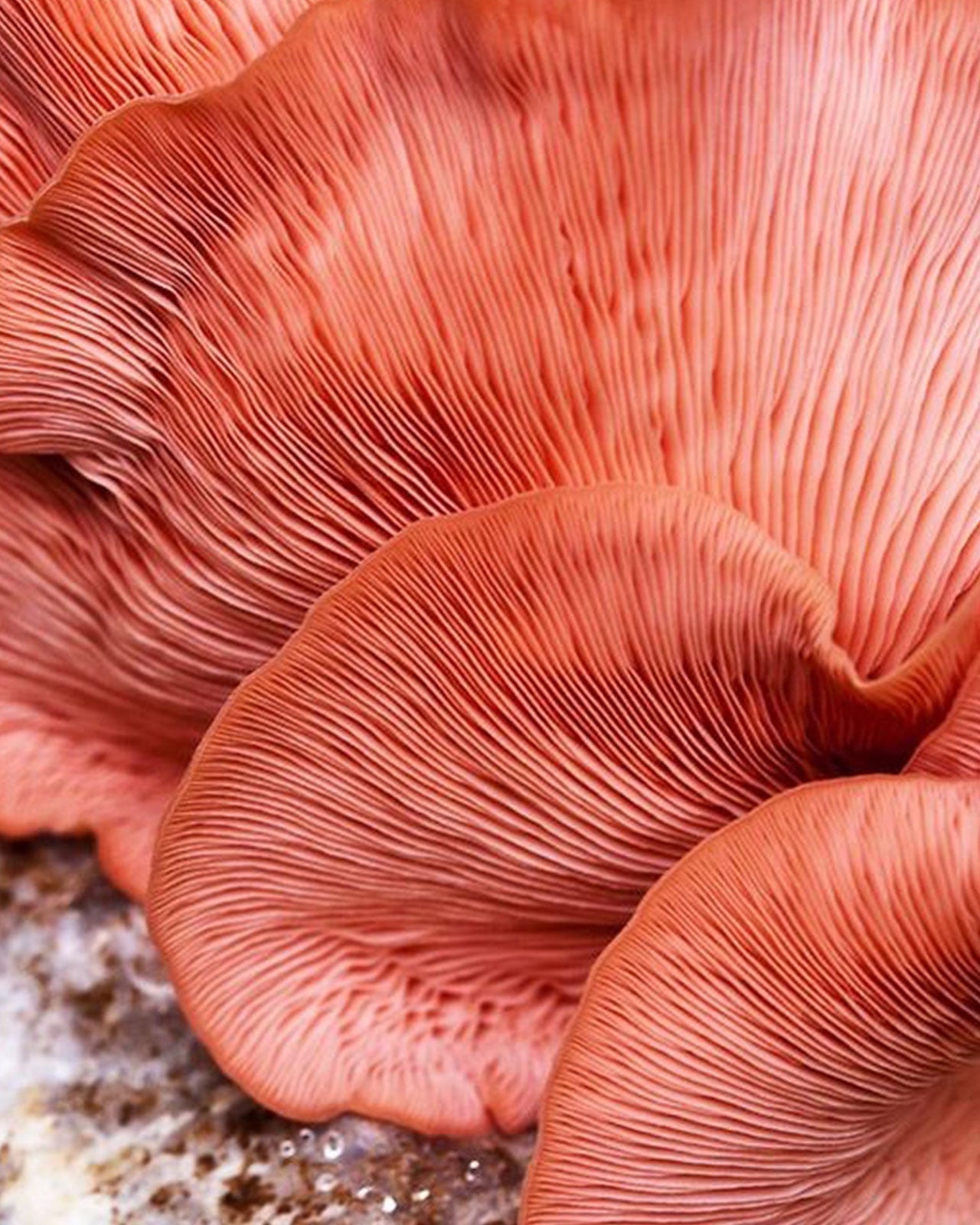 COLORETE EN BÁLSAMO - CORAL